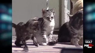 NKY woman ordered to get rid of cats after collecting more than 20