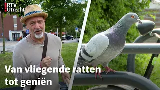 Eddy Zoëy over stadsduiven | RTV Utrecht