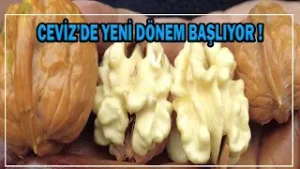 Cevizde Yeni Dönem Başlıyor !