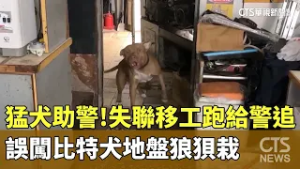 猛犬助警！失聯移工跑給警追　誤闖比特犬地盤狼狽栽｜華視新聞 20260228 @CtsTw