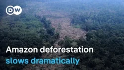 Scientists welcome rainforest’s reprieve, but warn it still faces a looming tipping point | DW News