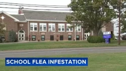 Ongoing flea infestation at elementary school has parents taking extra precautions
