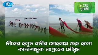 চীনের হলুদ নদীর মোহনায় শুরু হলো কাদাশামুক সংগ্রহের মৌসুম | Sobuj Prithibe Clips | Rtv