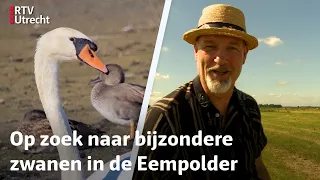Eddy Zoëy over zwanen: territoriaal, trots en trouw | RTV Utrecht