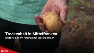 Drought in Middle Franconia: Potato farmers expect crop failures