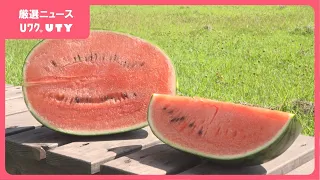 「臨時休業いただいたって事も」　5月にひょうが降り、大打撃も品質は上々　スイカ農園　今年は一時、過去に例がないほどの品薄でピンチに　山梨