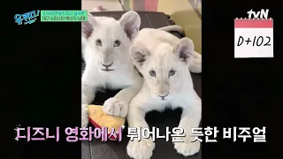 조회수 2,500만의 주인공! 만찢남매 백사자의 사육사 전근배 X 정상용🦁#유퀴즈온더블럭 | YOU QUIZ ON THE BLOCK EP.353 | tvN 260729 방송