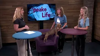 'peake Life - Chesapeake Humane Society Pet Food Drive