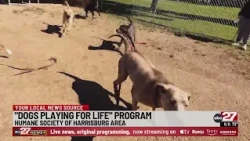 'Dogs Playing for Life' program at the Humane Society of Harrisburg Area