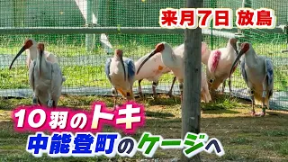 Ten crested ibises arrive in Nakanoto Town from Sado Island; they will be kept in temporary cages...