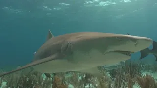 Shark Dive TV - žraloci tygří , štítovci a vidění žraloků