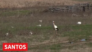 PRVA RODA STIGLA U TARAŠ- PRVOJE NAJAVIO PROLEĆE