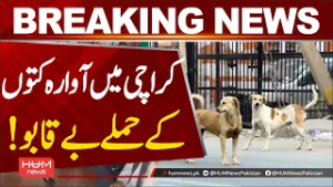 Stray dog ​​attacks gets out of control in Karachi | Hum News | Pakistan