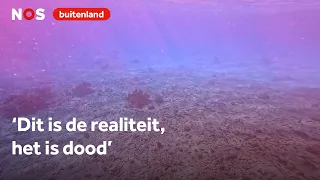 Bonaire's coral is on the brink of disappearing, with less than 10 percent left
