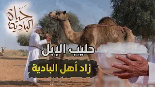 يوم كامل في البادية الإماراتية.. من حلب الناقة إلى إعداد القهوة على الحطب | حياة البادية