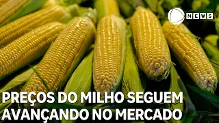 Corn prices continue to rise in the Brazilian market