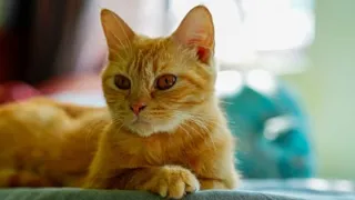 Veterinarian warns that cats with stress-induced blockages can die if they don't receive care wit...