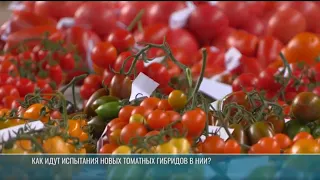 How are new tomato hybrids being tested at the research institute?