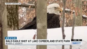 Bald eagle to be euthanized after being found with gunshot wound at Ky. state park