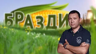 БРАЗДИ - 12.07.2026 - BRAZDI - Жетва и откупни цени на пченица