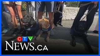 Puppies in training take over Stanley Park