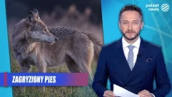 "This wolf started chasing us." A nightmare during a morning walk
