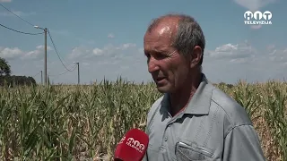 Suša uništila kukuruz - Poljoprivrednici traže pomoć - Hit Televizija Brčko