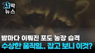 [Subtitled News] Suspicious movements eating farm grapes every night... What are they?