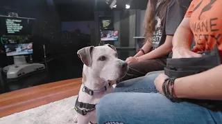 Petline9: Bernie’s ready to find his perfect match
