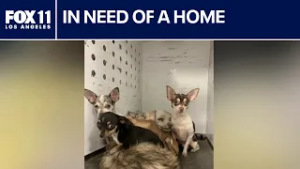 Dogs rescued from house fire up for adoption