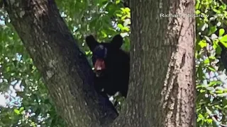 Fort Smith police urge caution after multiple reported bear sightings
