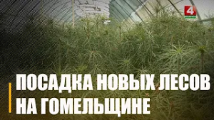 Более 32 000 000 саженцев подготовлено на Гомельщине для высадки