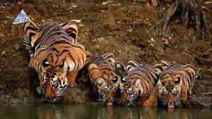 [예고] 알렉산더 암스트롱의 인도 기행 #세상의모든다큐 | KBS