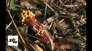 SBTV - DNEVNIK - ŠTETE U POLJOPRIVREDI OD ZAŠTIĆENIH PTICA - 05.03.2026.