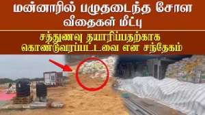 மன்னாரில் பழுதடைந்த சோள விதைகள் மீட்பு சட்ட விரோத சத்துணவு தயாரிப்பதற்கு கொண்டுவரப்பட்டதாக சந்தேகம்!