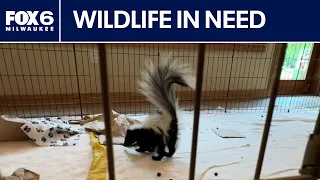 Oconomowoc wildlife center animal patient intake increases | FOX6 News Milwaukee