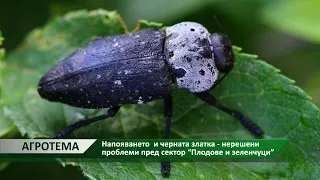 Агротема: Напояването  и черната златка - нерешени проблеми пред сектор “Плодове и зеленчуци”