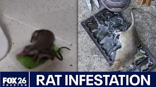 Senior residents report severe rat infestation in The Woodlands