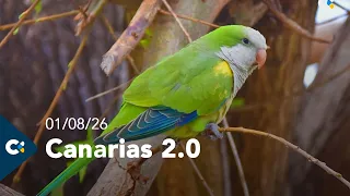 Canary Islands 2.0 | 08/01/26
