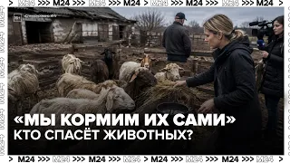 "We feed and treat them ourselves": residents complain about a farm in the Moscow region