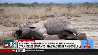 Amboseli elephant deaths linked to cyanide poisoning as hunt for culprits begins