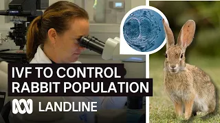 Genetic scientists discover a new approach to crash the rabbit population | Landline | ABC iview