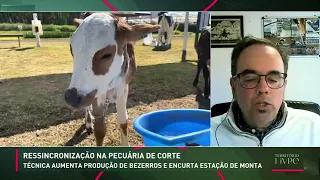 Technique increases calf production and shortens breeding season