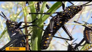 MIGRATORY PESTS THREATEN FOOD SECURITY