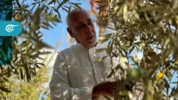 فيديو | موسم الزيتون في غزة.. أرضٌ أنهكتها الحرب!