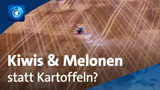 Umgang mit der Trockenheit: Landwirte experimentieren mit Nischenfrüchten