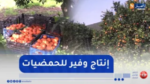 سكيكدة: وفرة الحمضيات تطرح تحديات التسويق ونقص مصانع التحويل