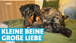 Zwei Dackel, ein Retter: Wilma & Hermann finden ihr Für-immer-Zuhause