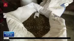COFFEE PRICES IN KEPAHIANG HIT 58 THOUSAND