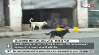 Lənkəranda sahibsiz itlər sakinlərin rahatlığını pozur